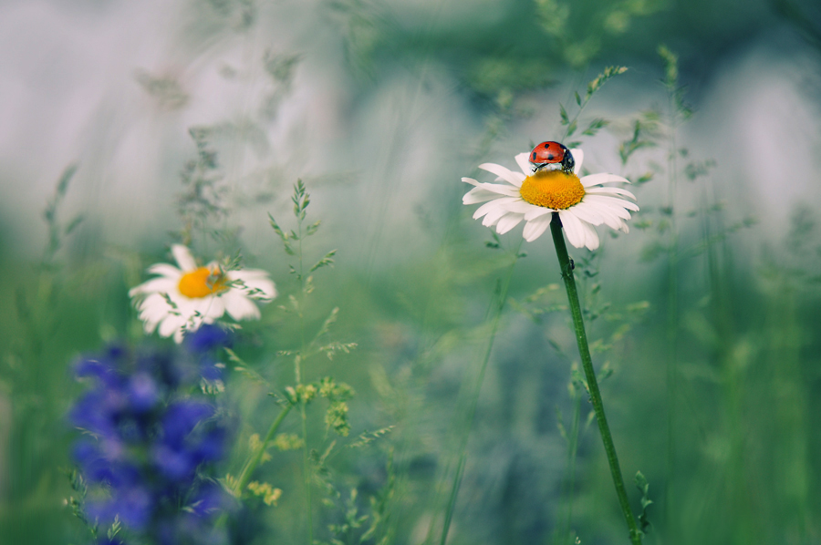 фото "Ladybird" метки: природа, насекомое, цветы