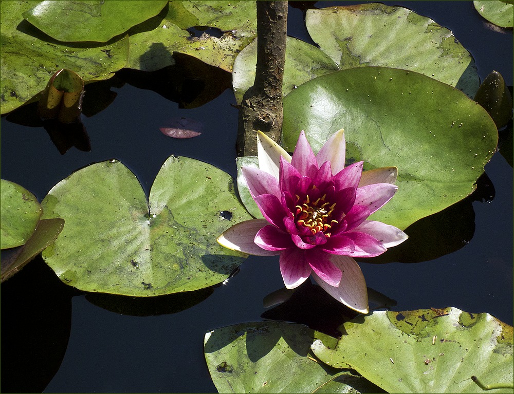 photo "Nimphea" tags: nature, flowers