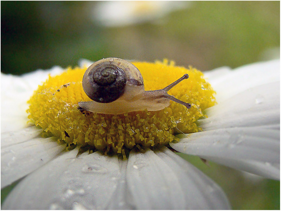 photo "***" tags: macro and close-up, 