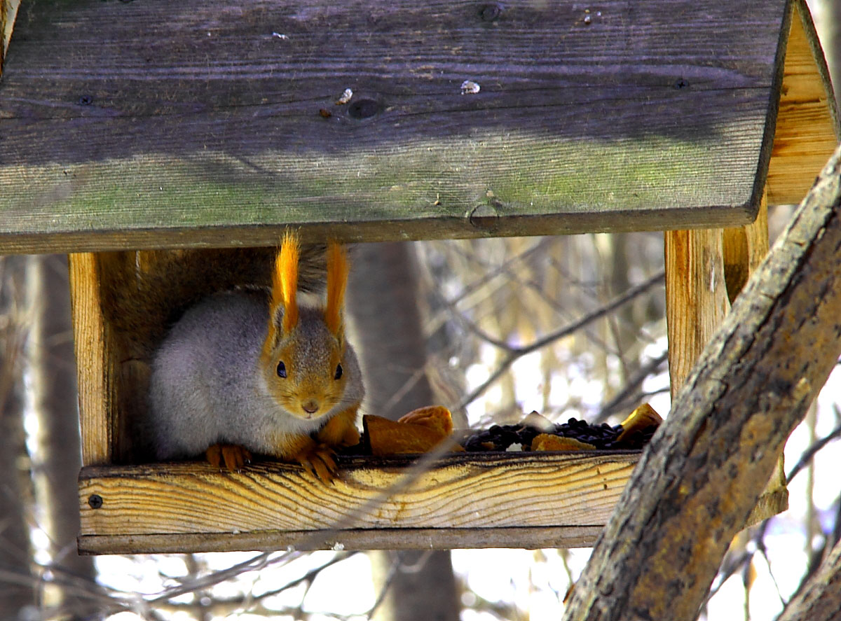 photo "***" tags: nature, wild animals