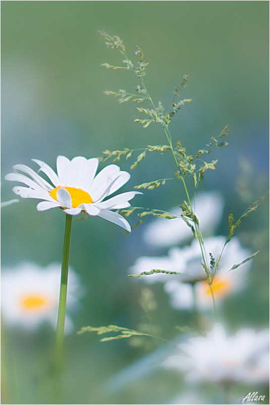 photo "***" tags: nature, flowers