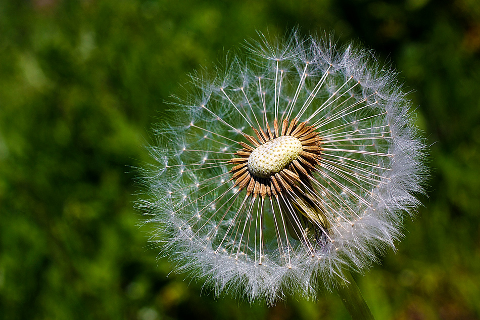 photo "In old age" tags: nature, flowers, spring