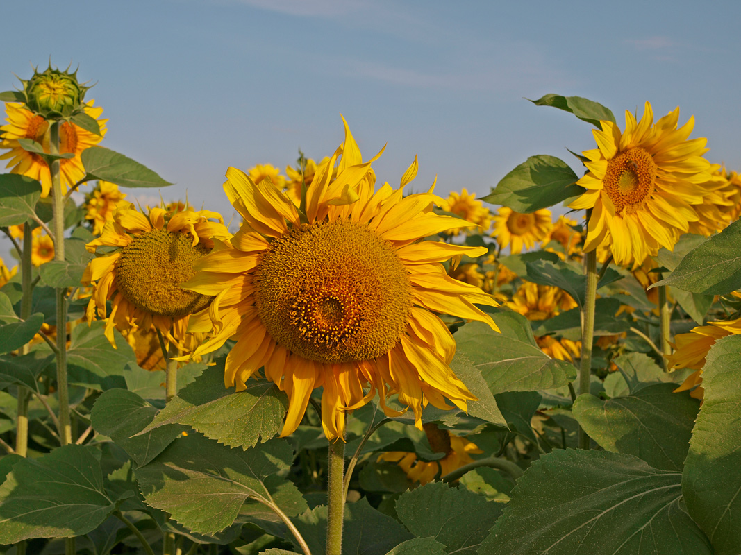 photo "***" tags: landscape, nature, flowers, summer