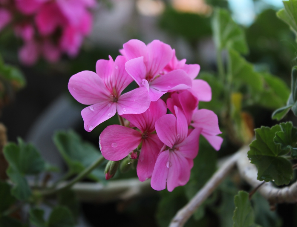 photo "On a rainy evening" tags: nature, flowers