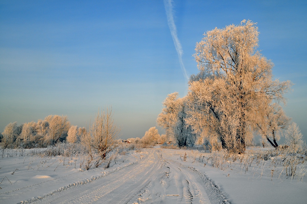 photo "The last frost" tags: landscape, forest, winter