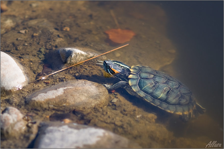 photo "***" tags: nature, humor, wild animals