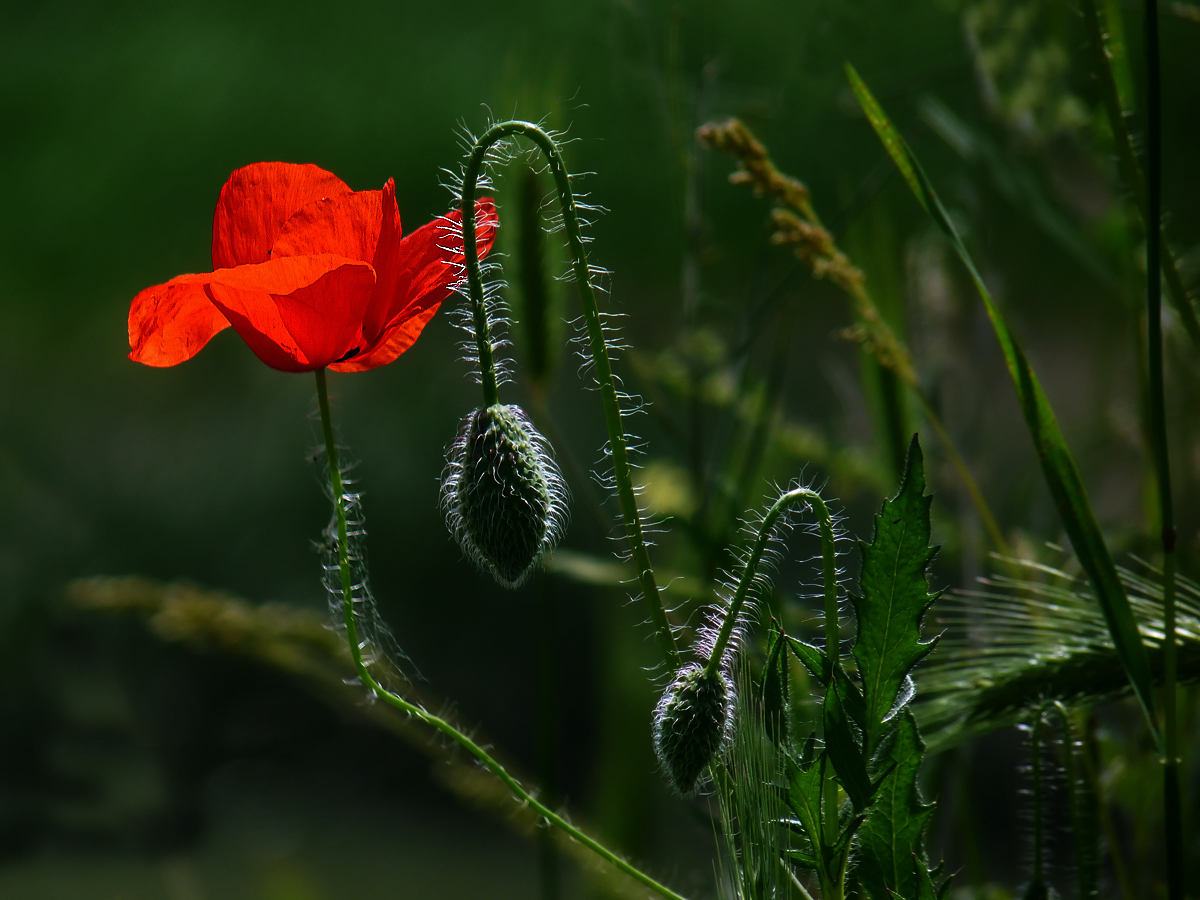 photo "***" tags: nature, flowers