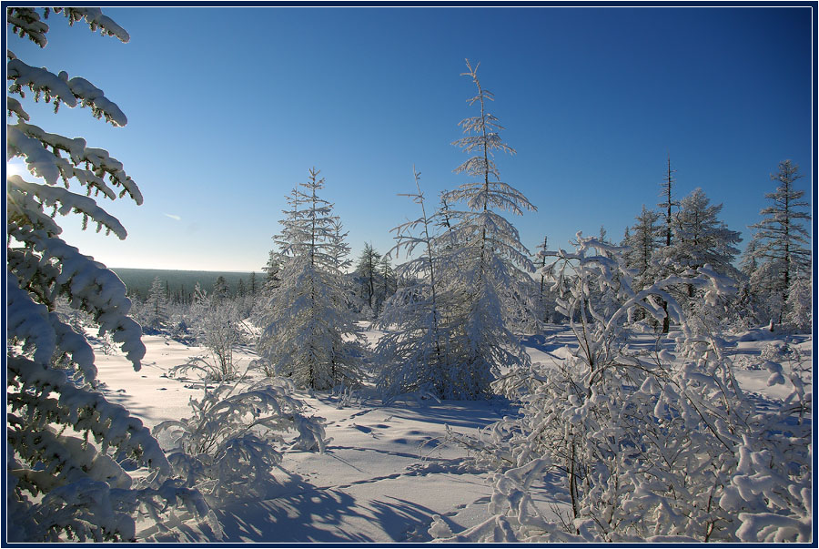 Природная зона продолжительная морозная зима. Вишерский заповедник Пермский край зимой. Морозная Тайга. Леса Якутии зимой. Тайга в Якутии зимой.