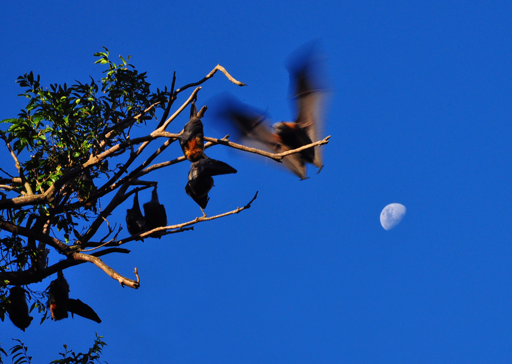 фото "Flying fox" метки: природа, дикие животные