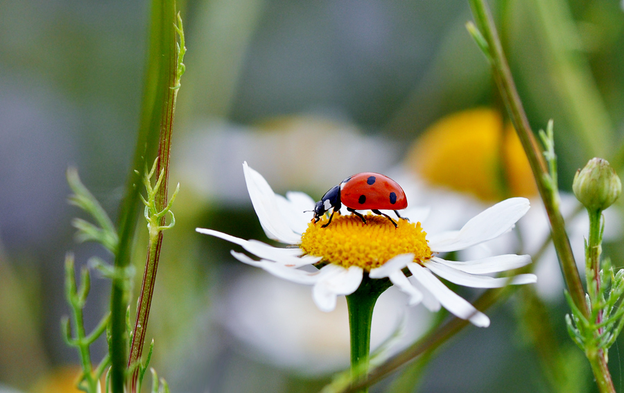 photo "***" tags: nature, flowers, insect