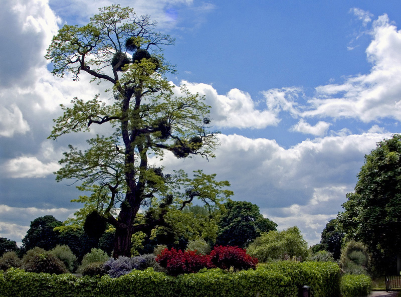 photo "Mistletoe tree in spring" tags: landscape, spring
