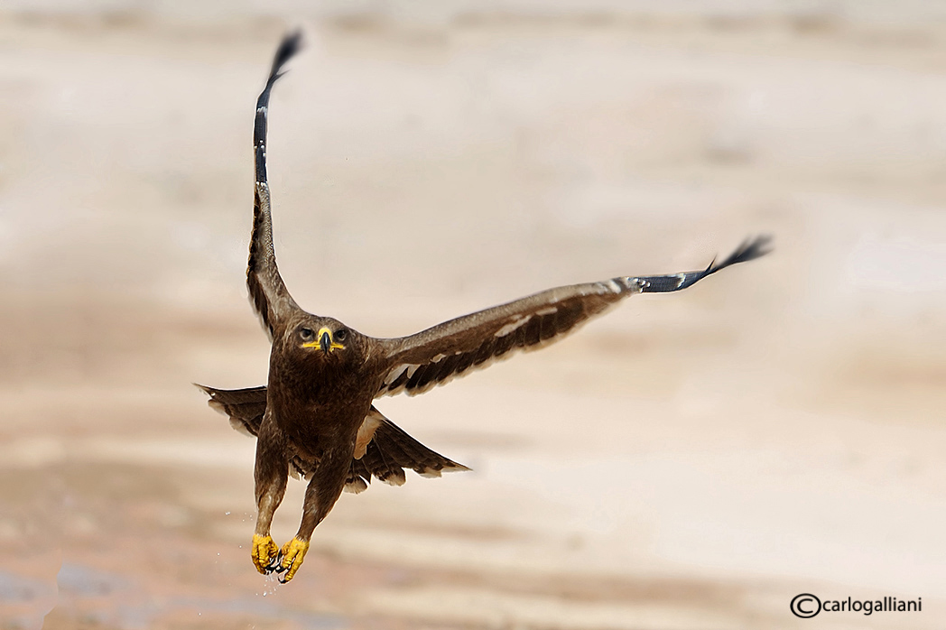 фото "Steppe eagle" метки: природа, дикие животные