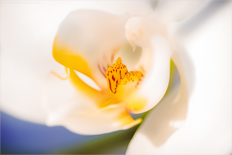 фото "Orchid" метки: макро и крупный план, природа, цветы