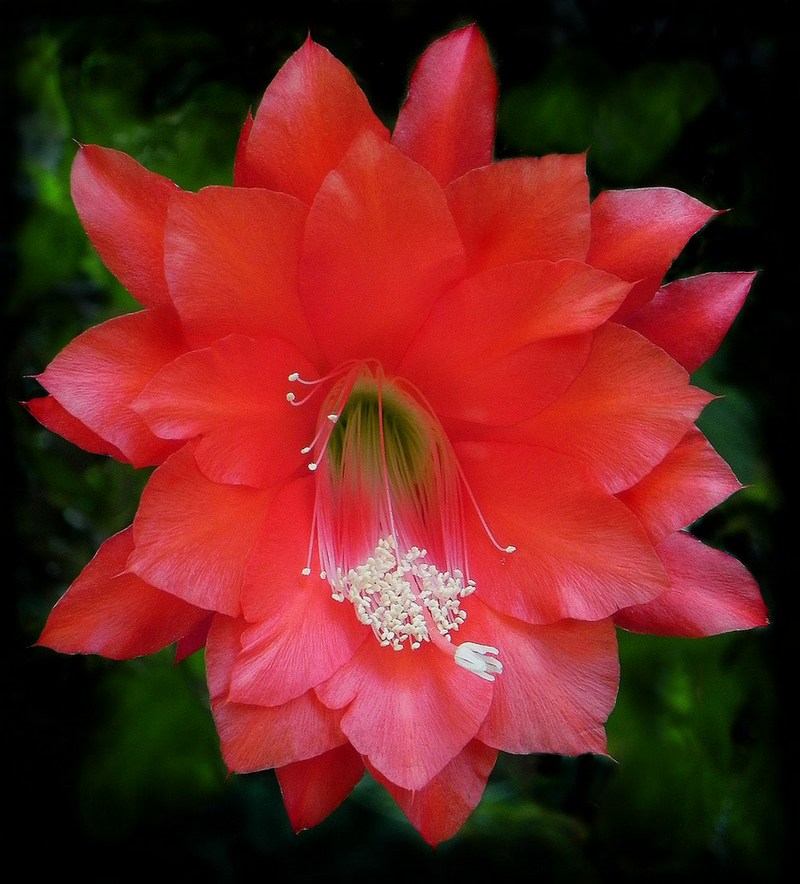 photo "***" tags: nature, macro and close-up, flowers