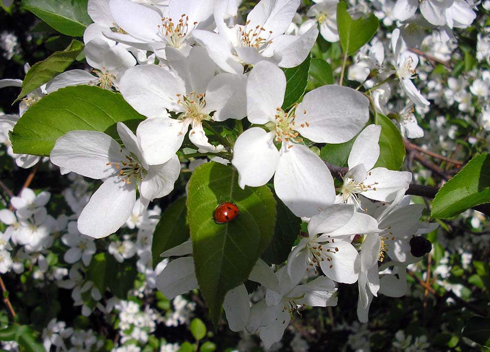 photo "Spring!" tags: nature, flowers