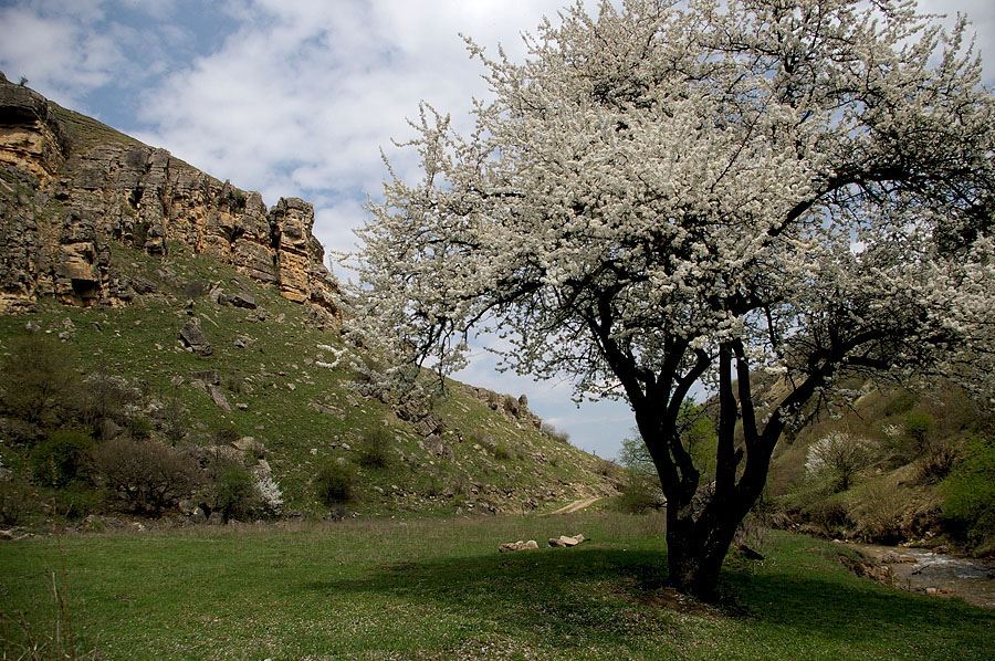 photo "***" tags: landscape, spring