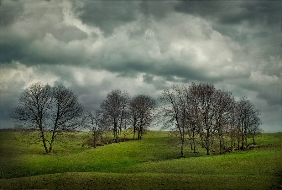 photo "Trees on a Hill" tags: landscape, 