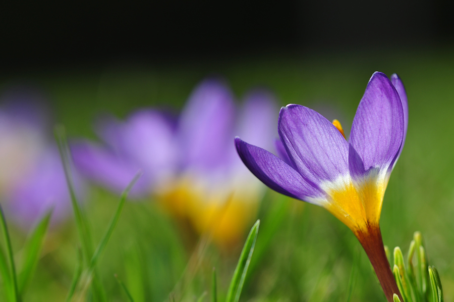 photo "***" tags: nature, flowers