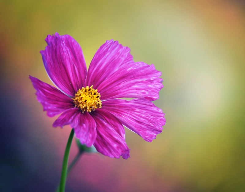 photo "***" tags: macro and close-up, 