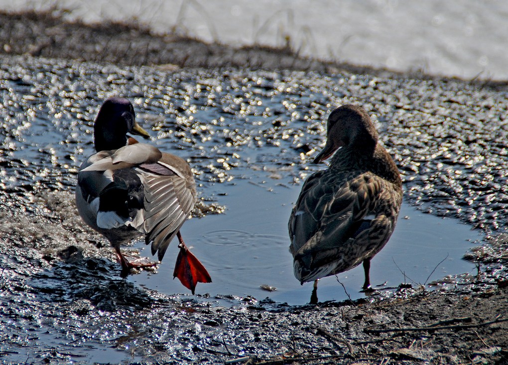 photo "***" tags: nature, wild animals