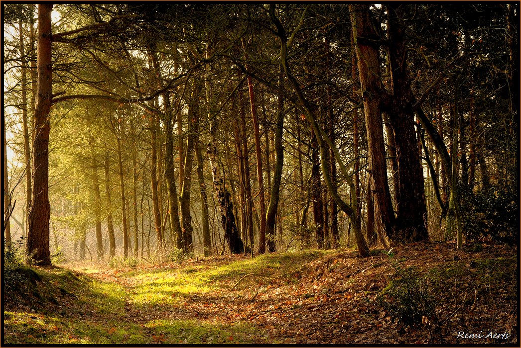 photo "***" tags: landscape, forest, sunset