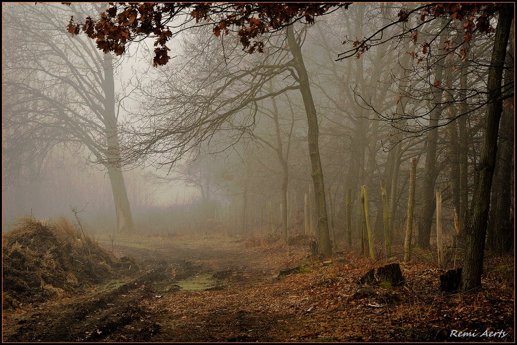 photo "***" tags: landscape, forest, sunset