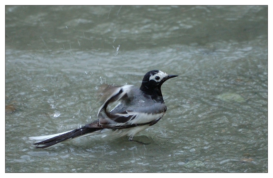 photo "Bathing" tags: nature, wild animals