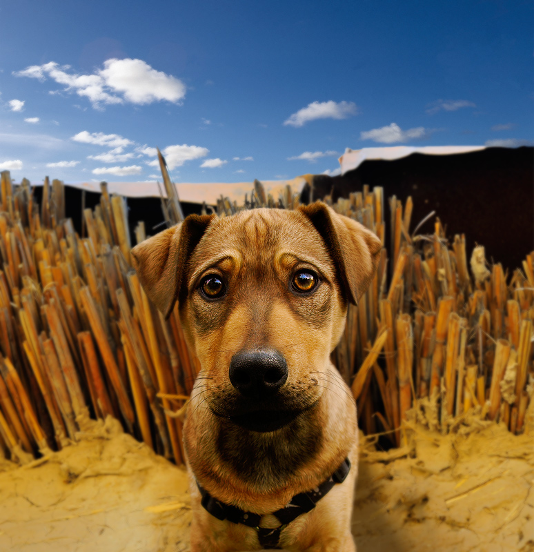 photo "***" tags: portrait, nature, pets/farm animals