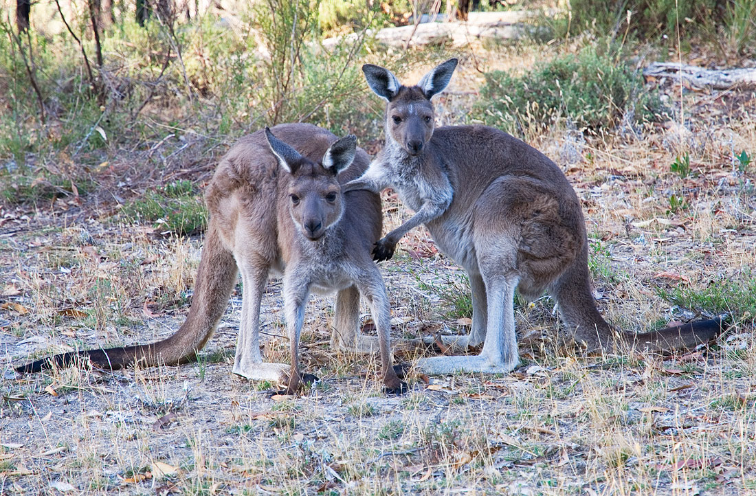 photo "Family Portrait" tags: nature, portrait, wild animals