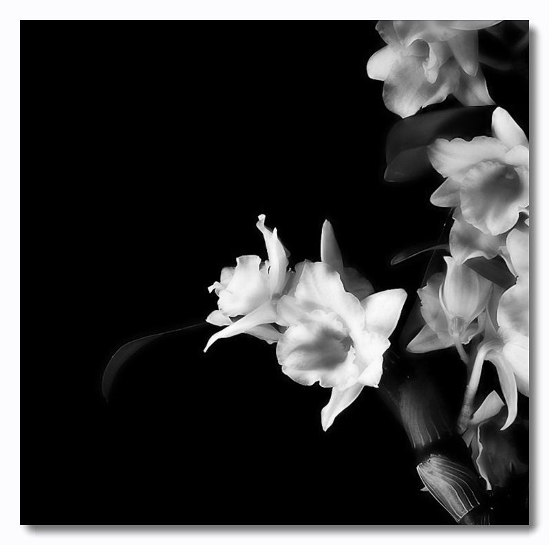 фото "Orchid Dendrobium" метки: природа, цветы