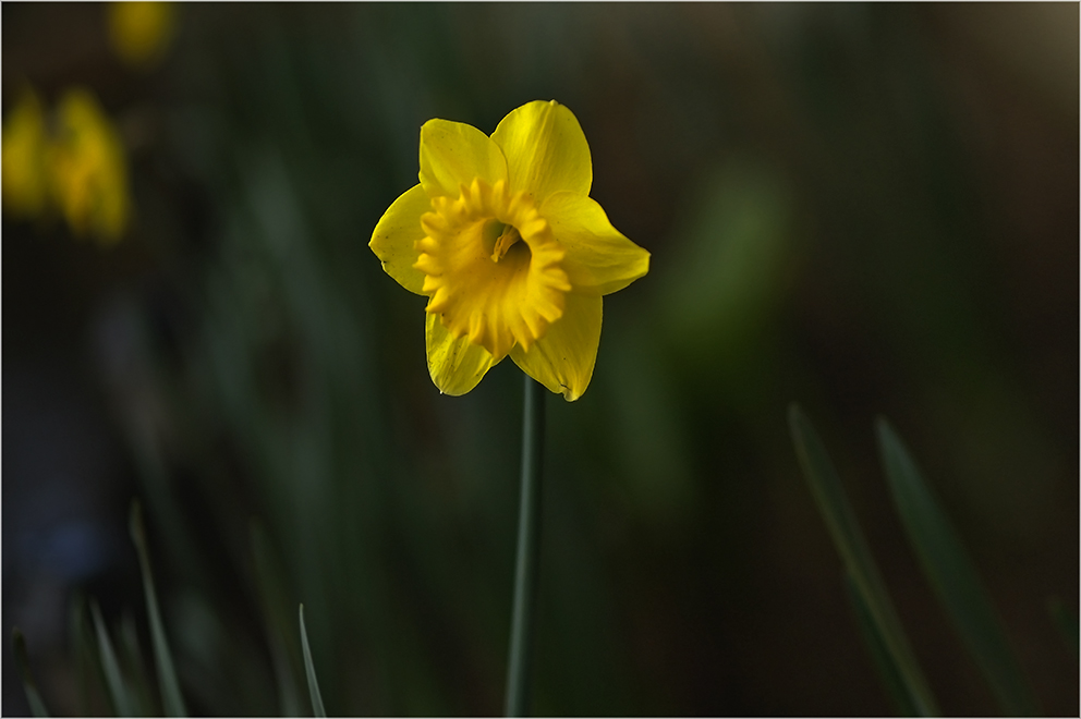 photo "***" tags: nature, flowers