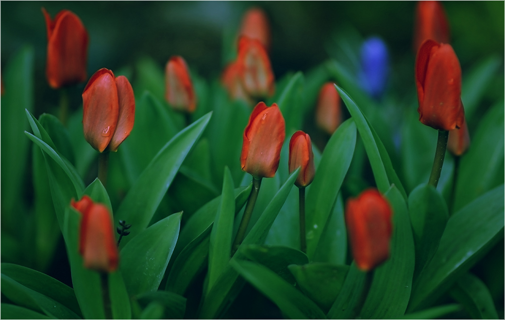 photo "***" tags: nature, flowers