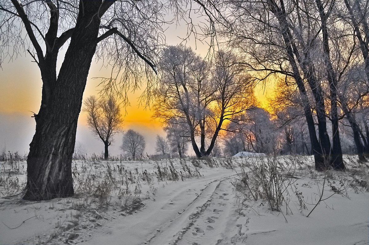 photo "Morning in the Forest" tags: landscape, forest, sunset