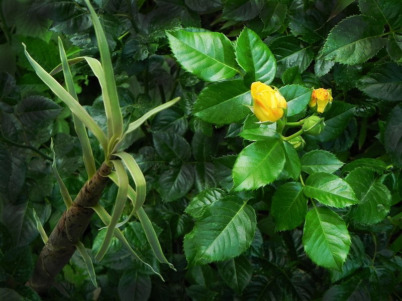фото "Бамбук и роза" метки: природа, макро и крупный план, цветы