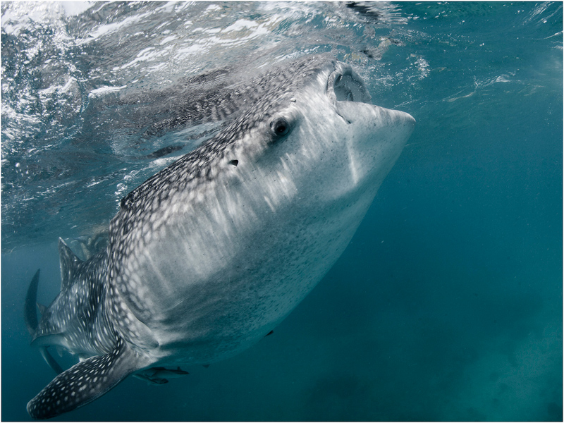 photo "***" tags: underwater, travel, Asia