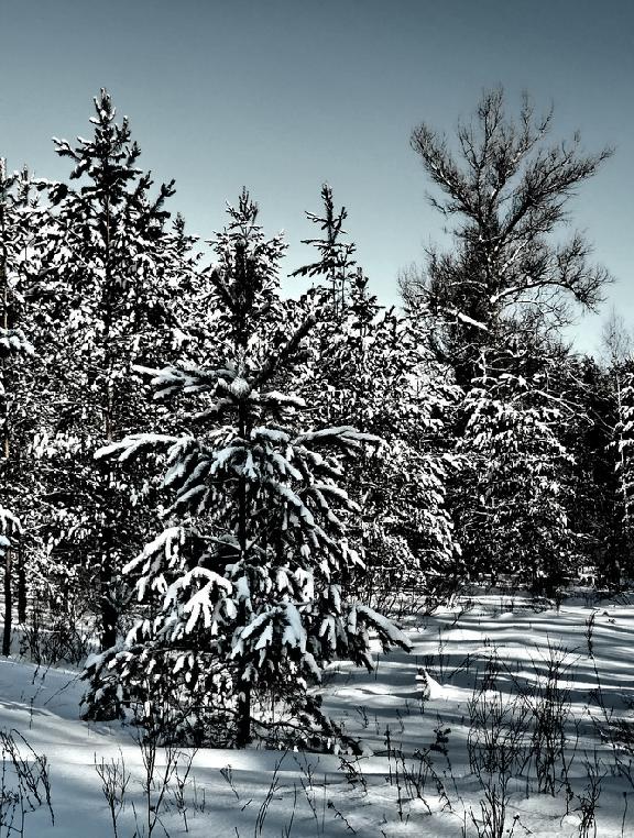 photo "***" tags: landscape, winter