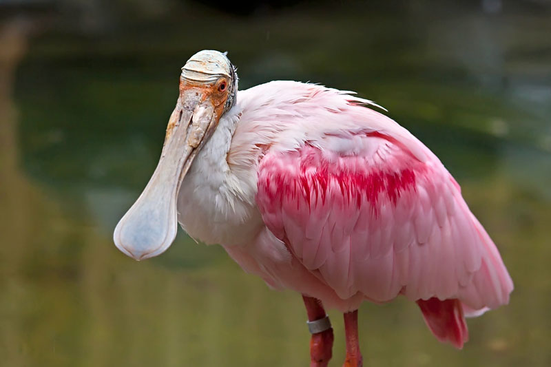 photo "***" tags: nature, wild animals