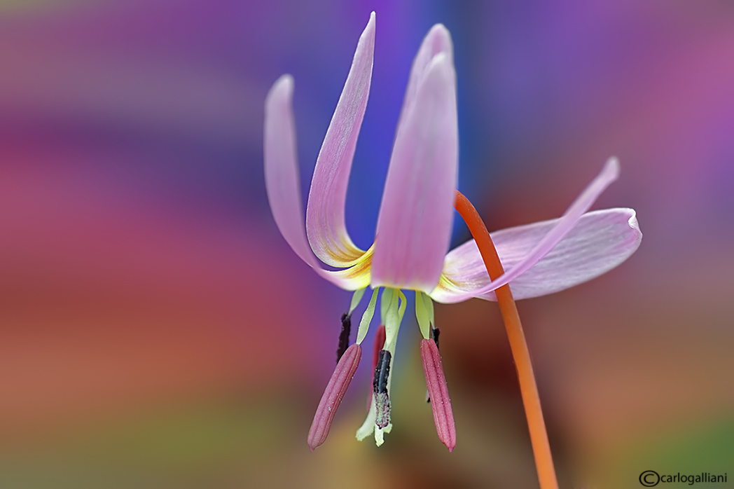 фото "Erythronium dens-canis" метки: природа, цветы