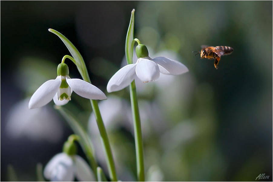 photo "***" tags: nature, flowers, insect