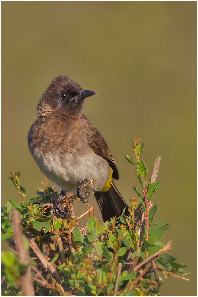 фото "Garden bulbul" метки: природа, путешествия, Африка, дикие животные