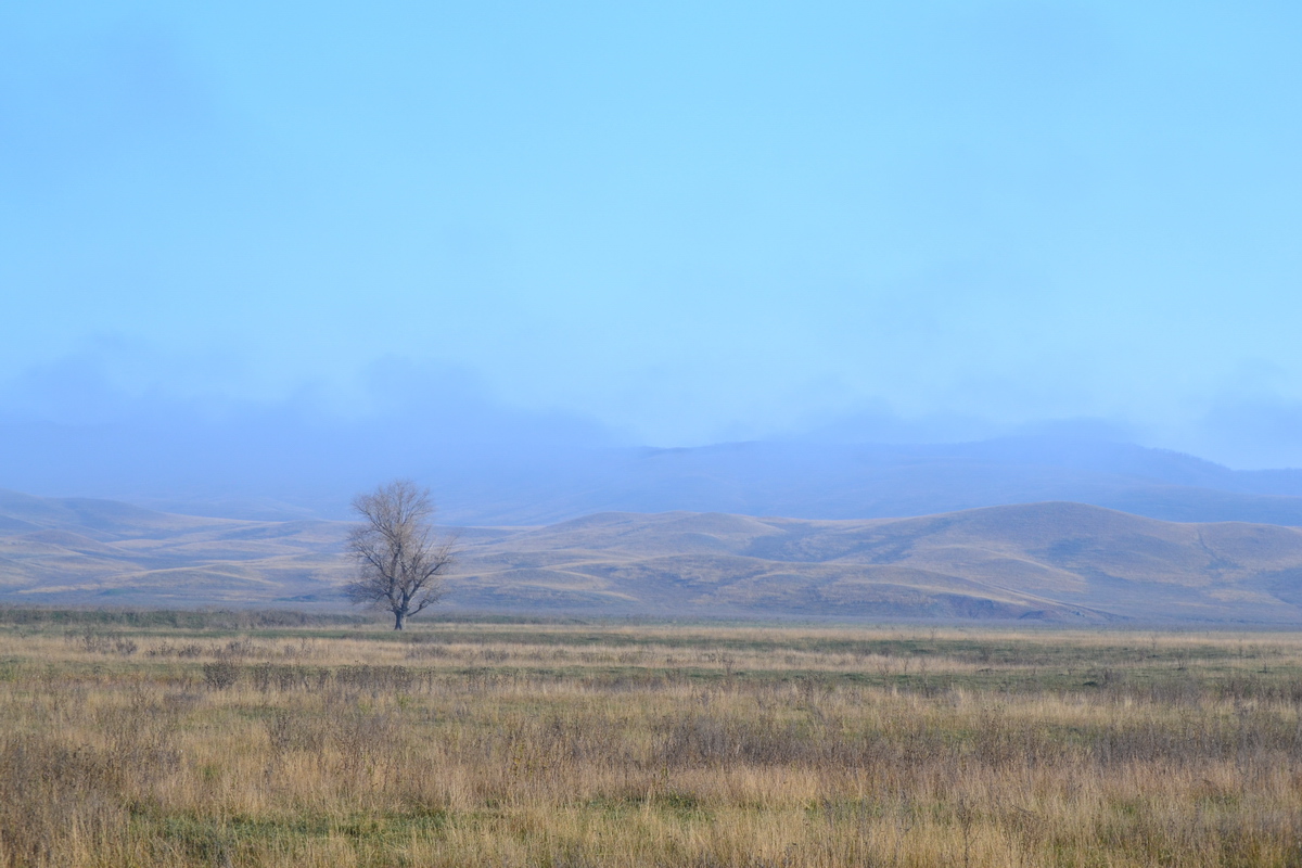 photo "***" tags: landscape, forest