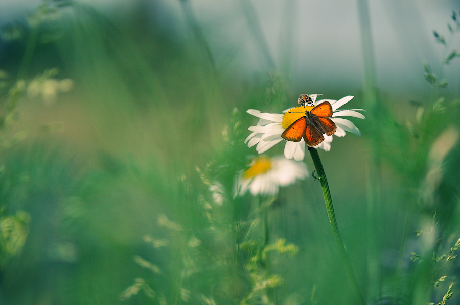 photo "***" tags: nature, flowers, insect