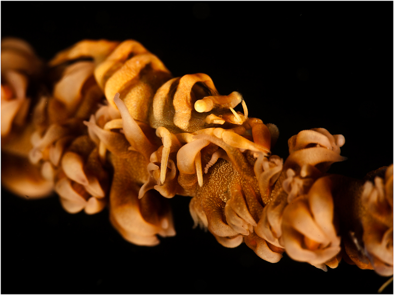 фото "Black corall shrimp" метки: подводные, макро и крупный план, 