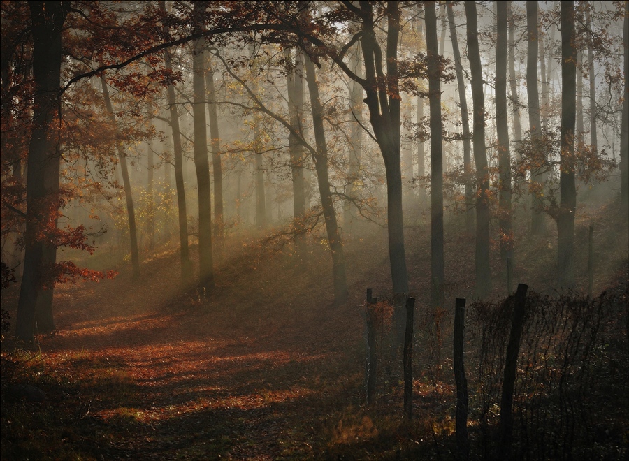 photo "*" tags: landscape, forest