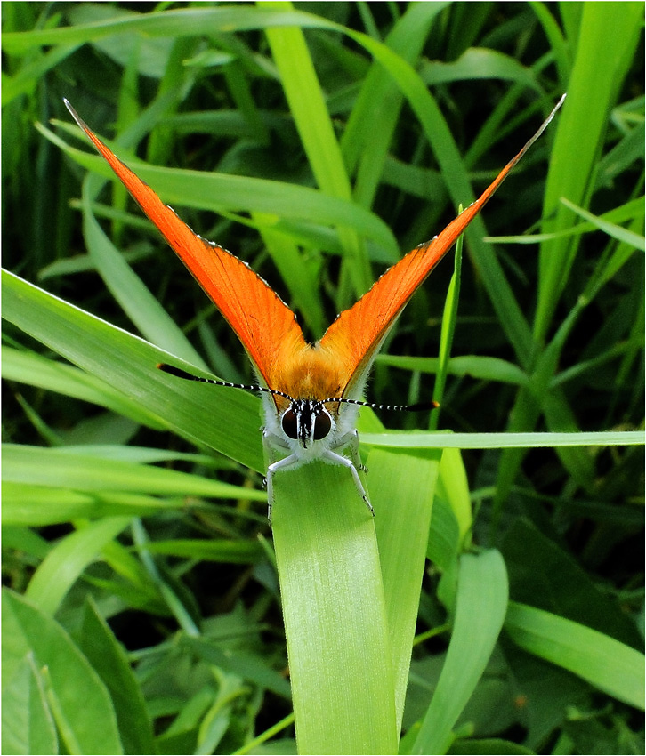 photo "***" tags: nature, insect