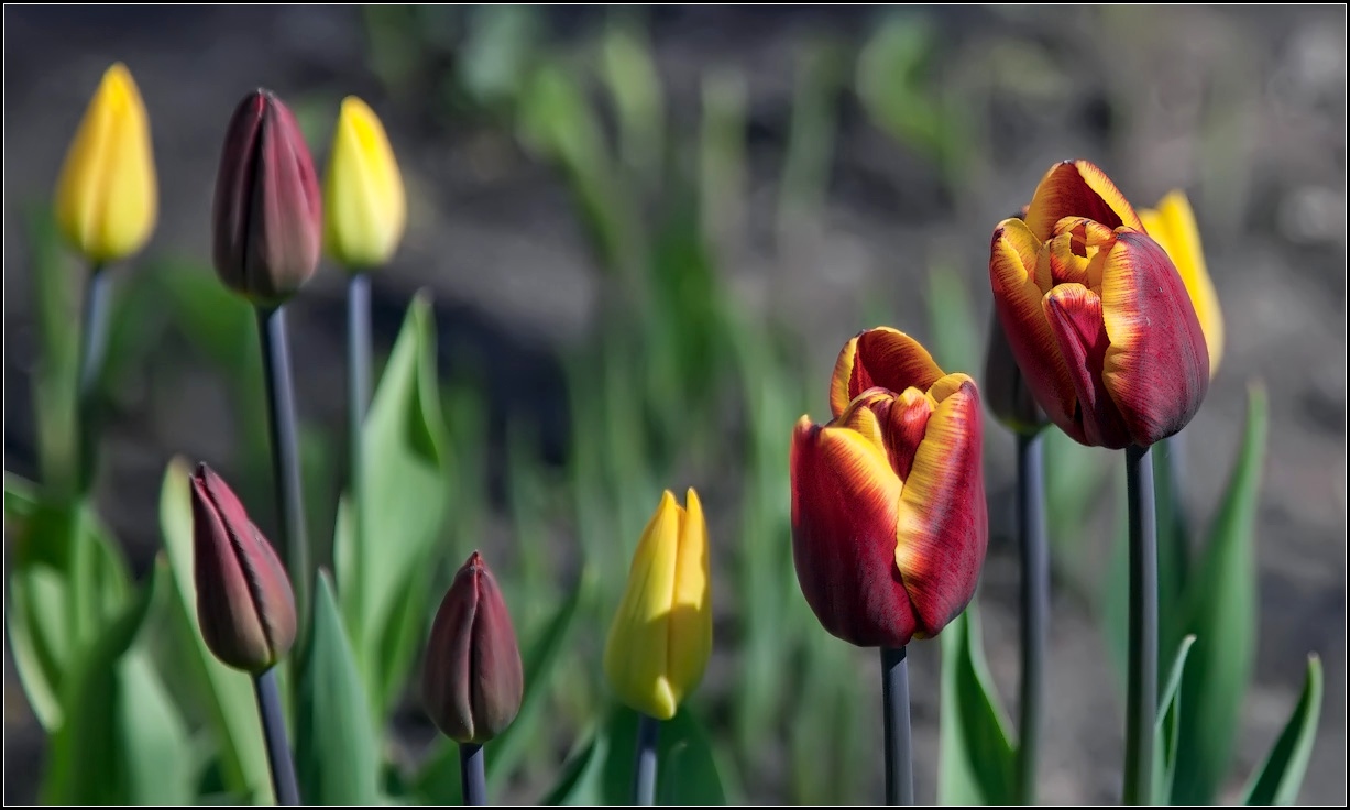 photo "tulip" tags: nature, flowers