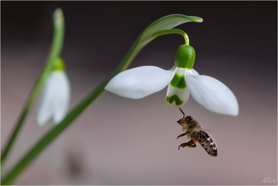 photo "***" tags: nature, flowers, insect