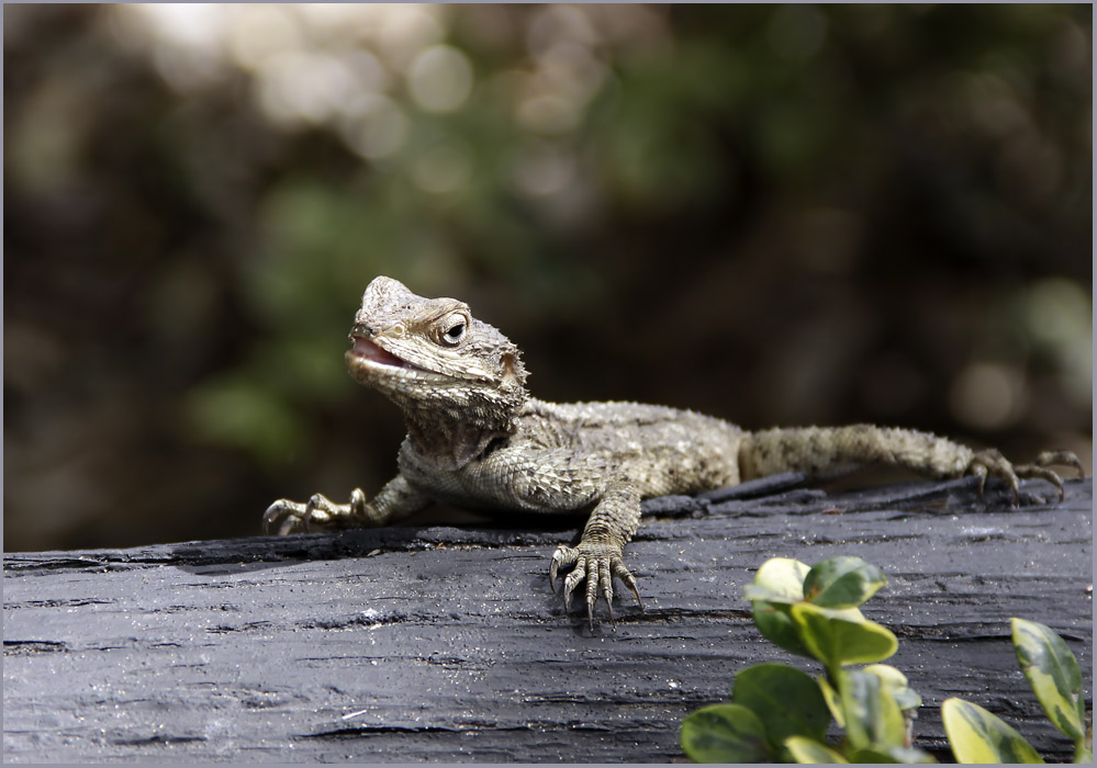 photo "smile dragon" tags: nature, wild animals