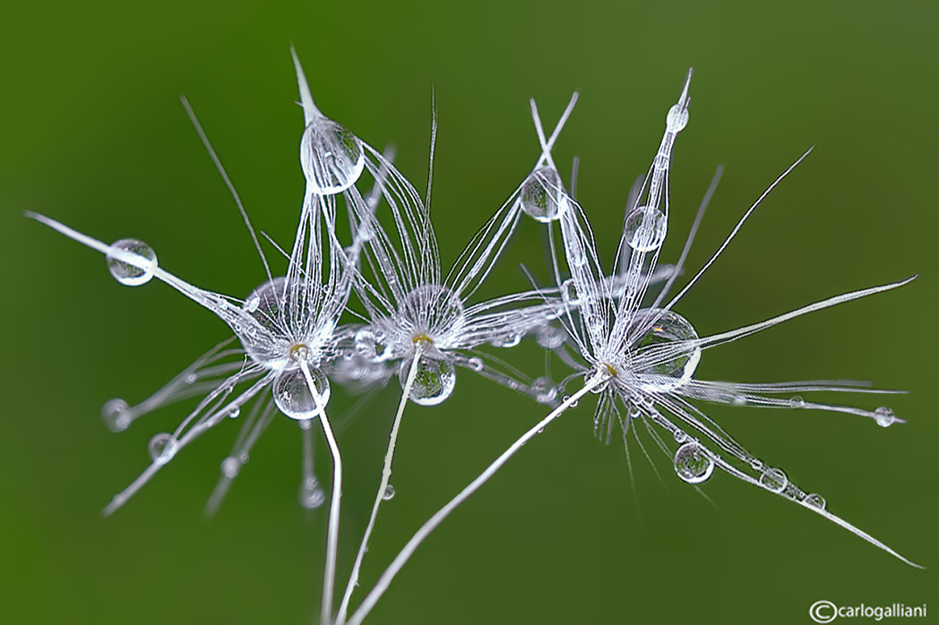 фото "Dandelion fruit" метки: макро и крупный план, 