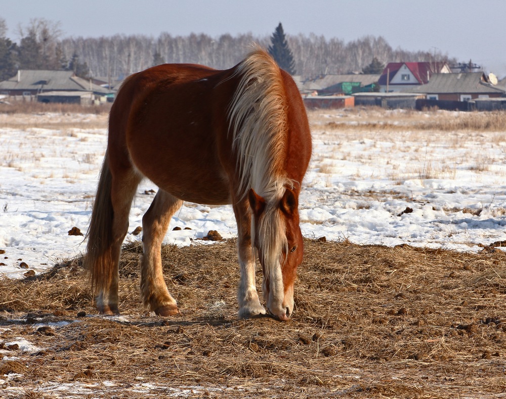 photo "***" tags: nature, pets/farm animals